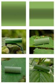 illustration Cuthill et al PNAS 2016.JPG