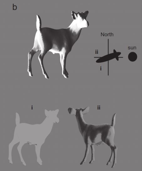 illustration Penacchio at al American Naturalist 2015.JPG