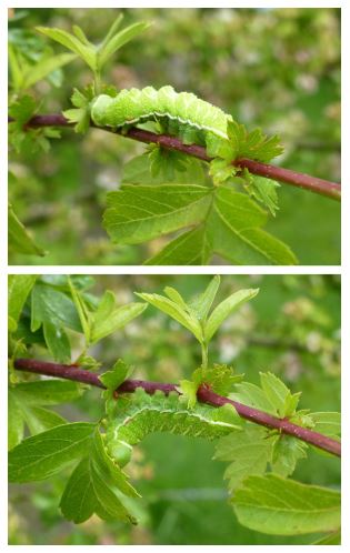 illustration Penacchio et al Functional Ecology 2015.JPG