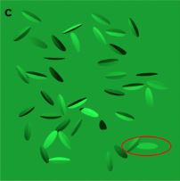 illustration Penacchio et al Scientific Report 2017.JPG