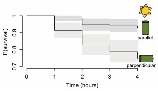 illustration_Mavrovouna Biol.J.Linn.Soc. 2021.JPG